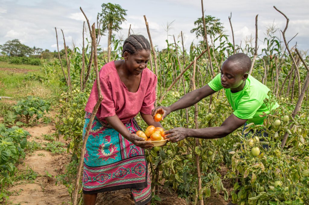 Kenialainen pariskunta viljelemässä hedelmiä ja vihanneksia puutarhastaan.