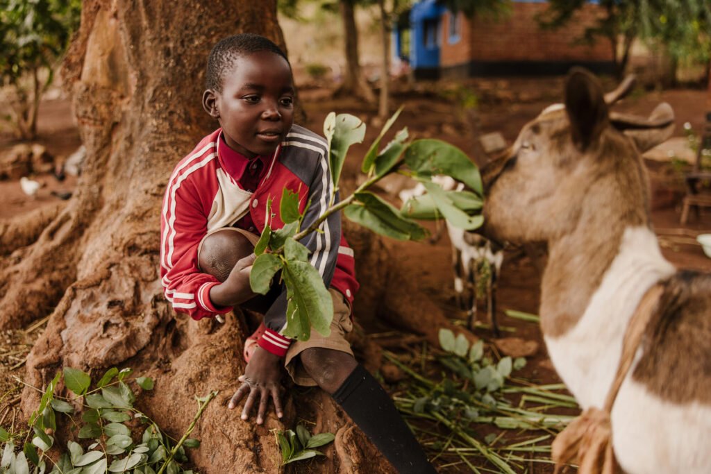 Malawilainen lapsi syöttää kasveja perheen vuohelle.