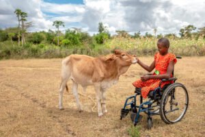 Pyörätuolissa istuva hymyilevä tyttö silittää perheensä lehmän turpaa.