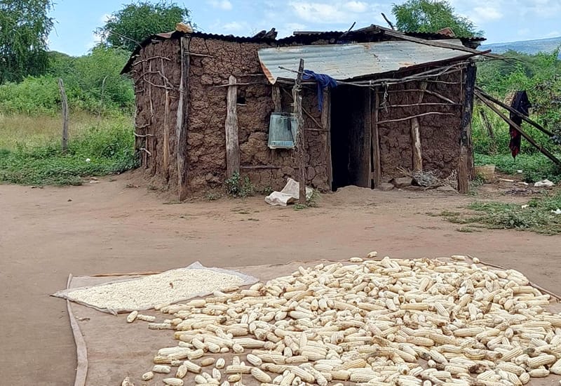 Maissisato savimajan edessä.