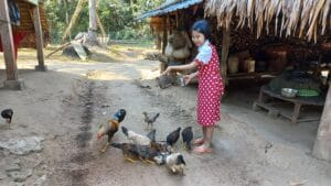 Myanmarilainen Yoon ruokkii kanoja